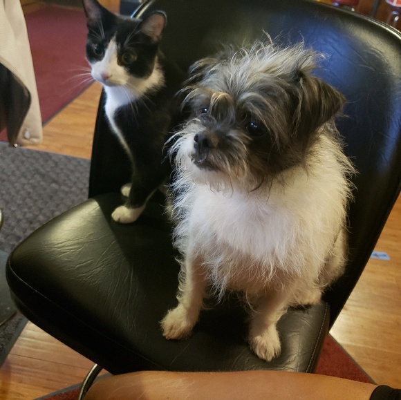 Meet your Posher, Michelle - Picture 1 of 1